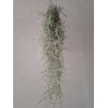 Tillandsia Usneoides 50 Cm Clavel Aire Barba Viejo
