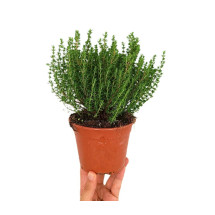 Tomillo Común M13 (thymus Vulgaris)