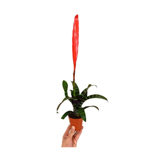 Vriesea Era M9