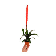 Vriesea Era M9
