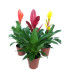 Vriesea Variada M12 45cm