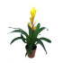 Vriesea Variada M12 45cm