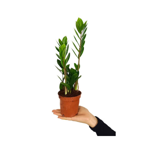 Zamioculca Zamiifolia M11