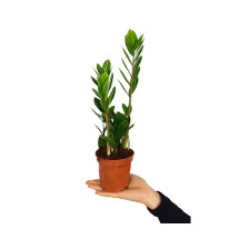Zamioculca Zamiifolia M11