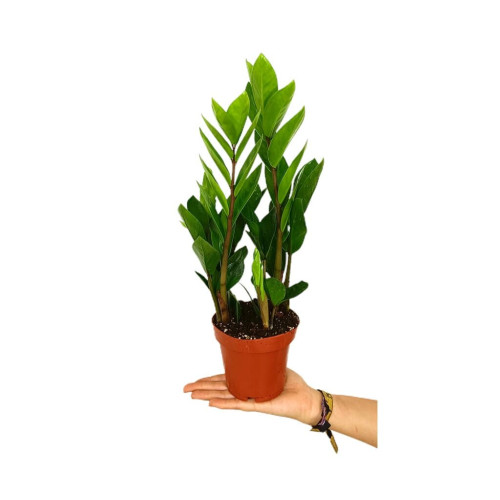 Zamioculca Zamiifolia M12