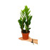 Zamioculca Zamiifolia M12