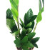 Zamioculca Zamiifolia M12
