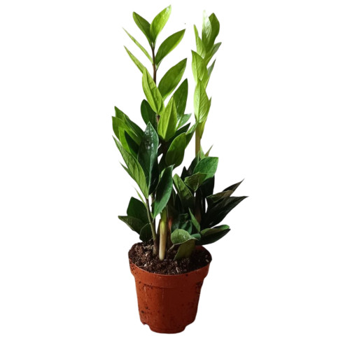 Zamioculcas Planta De Interior Muy Resistente Necesita Poca Luz