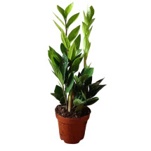 Zamioculcas Planta De Interior Muy Resistente Necesita Poca ...